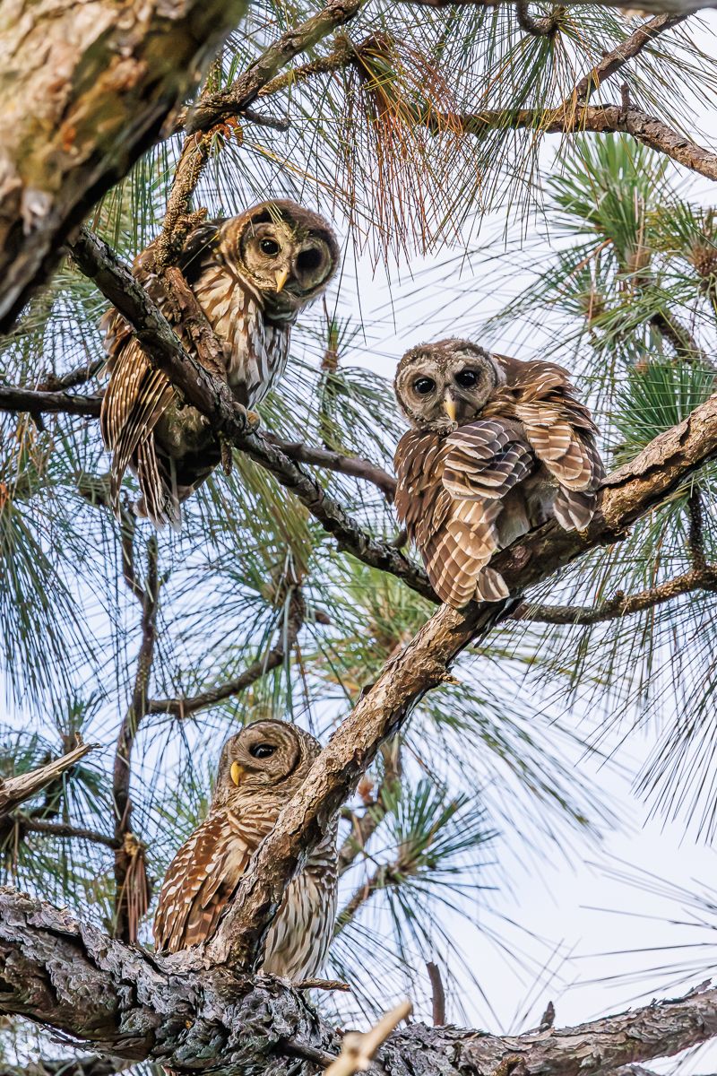 Høvdingugle/ Barred Owl