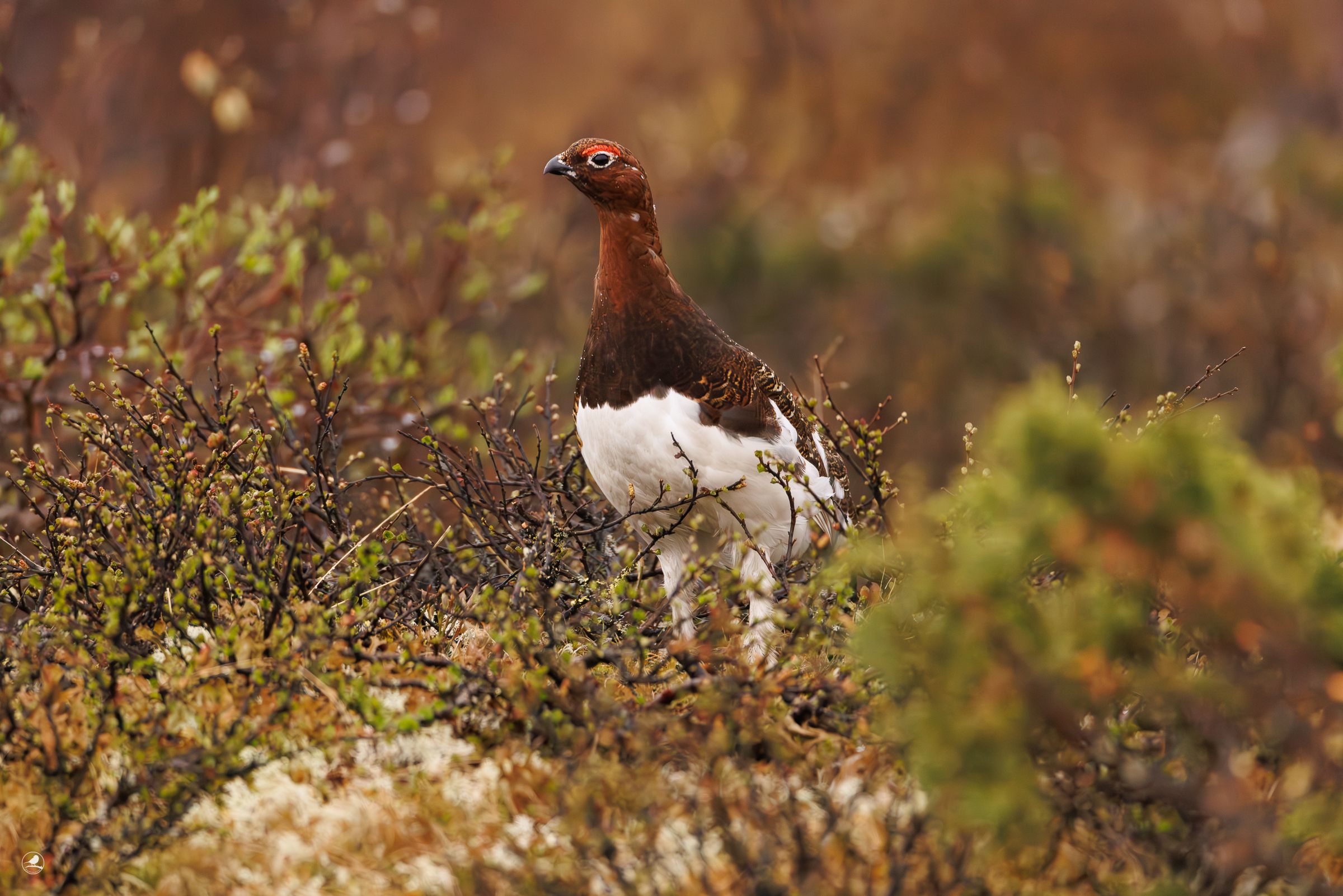 Lirype / Willow Ptarmigan Grouse, Valdres