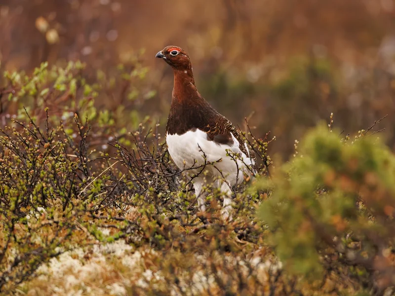 Lirype / Willow Ptarmigan Grouse, Valdres