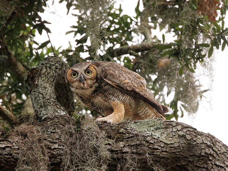 Amerikahubro/ Great horned owl, Philippe Park