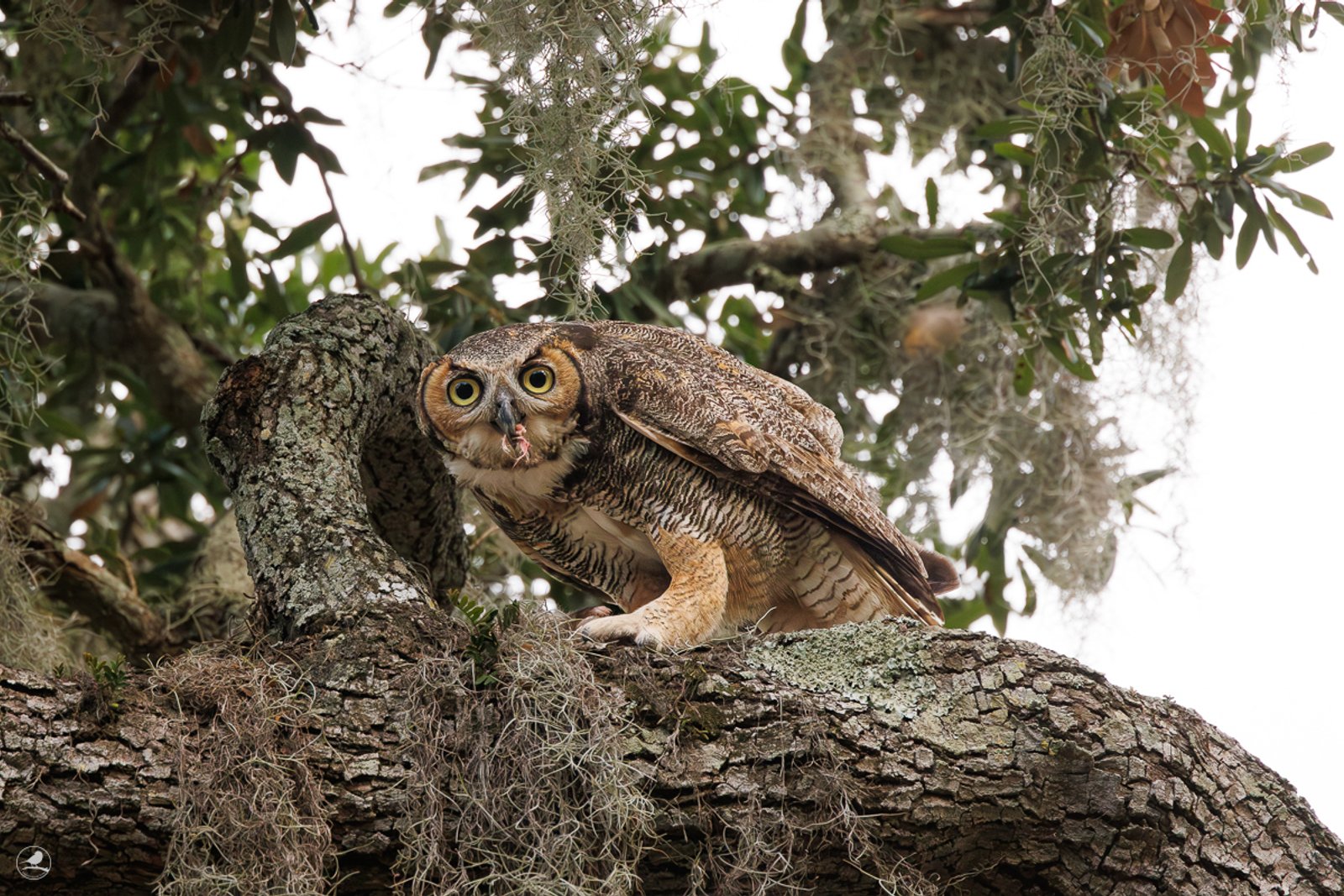 Amerikahubro/ Great horned owl, Philippe Park