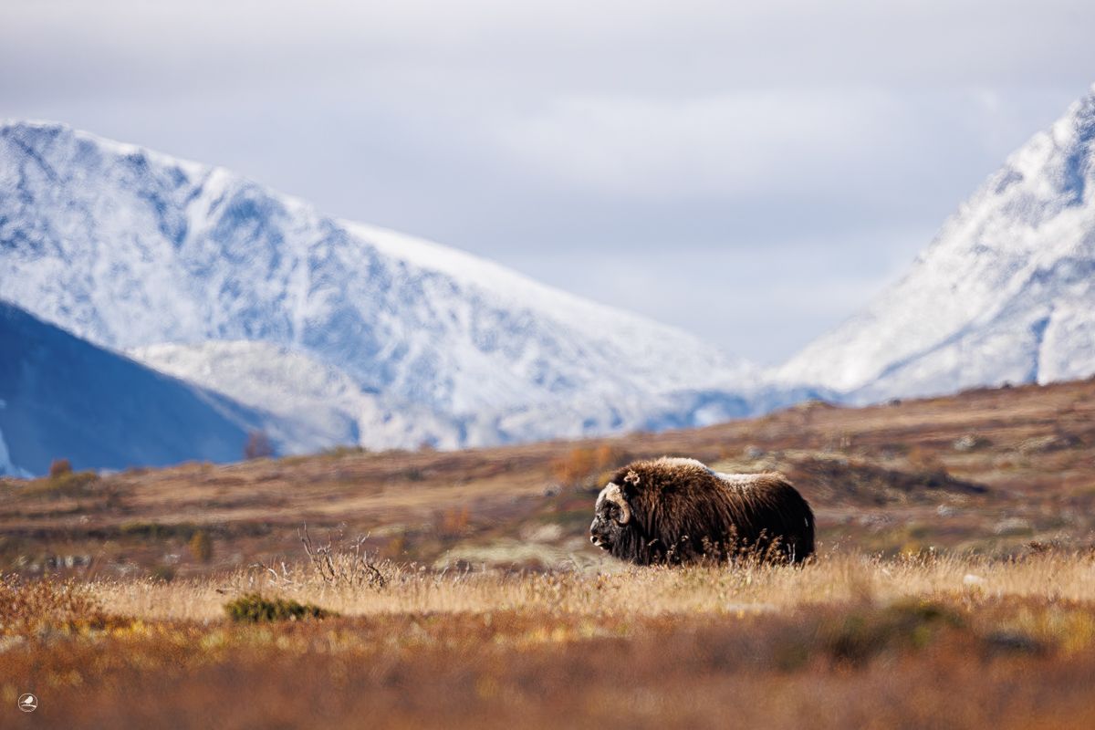 Moskus/ Musk Ox, Dovre, Norway