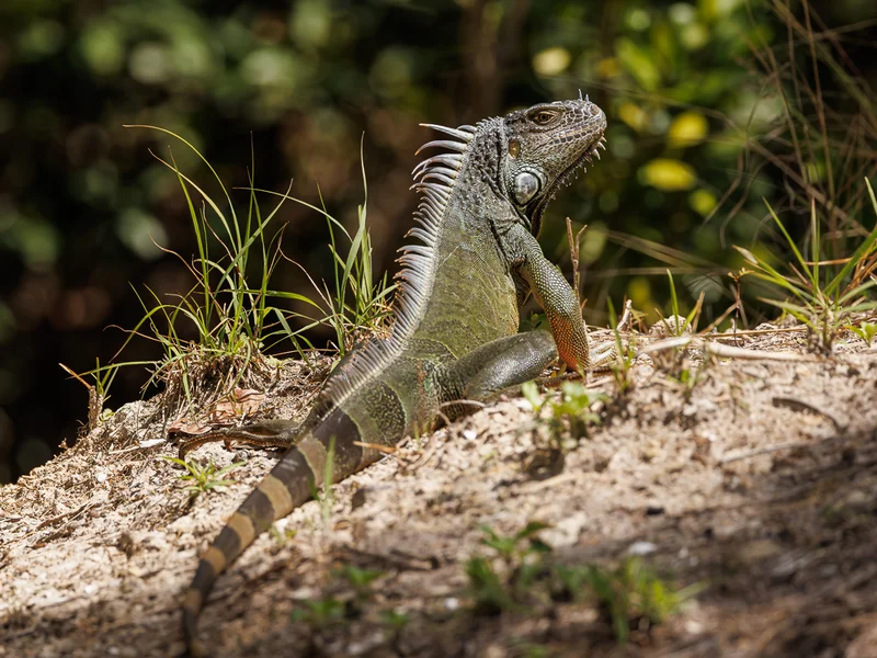 Fakta om Grønn iguan (Iguana iguana)