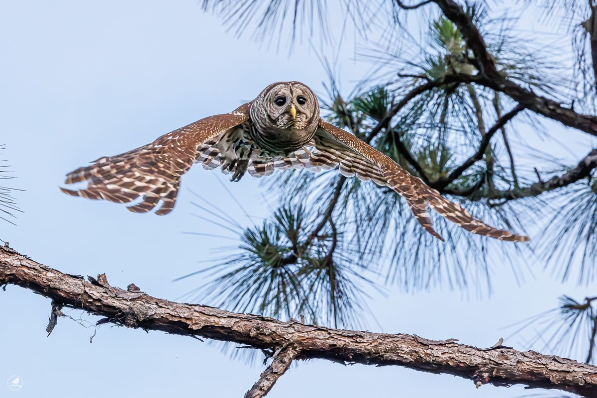 Høvdingugle/ Barred Owl