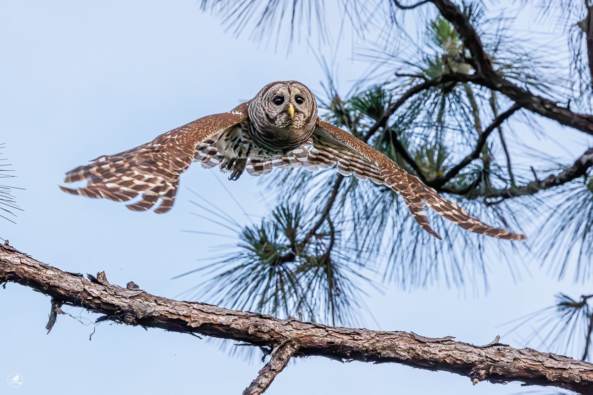 Høvdingugle/ Barred Owl