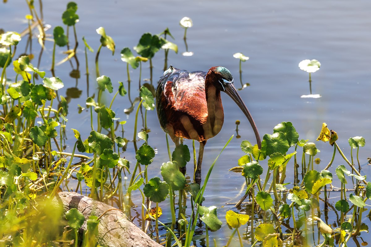 Bronseibris / Glossy Ibris