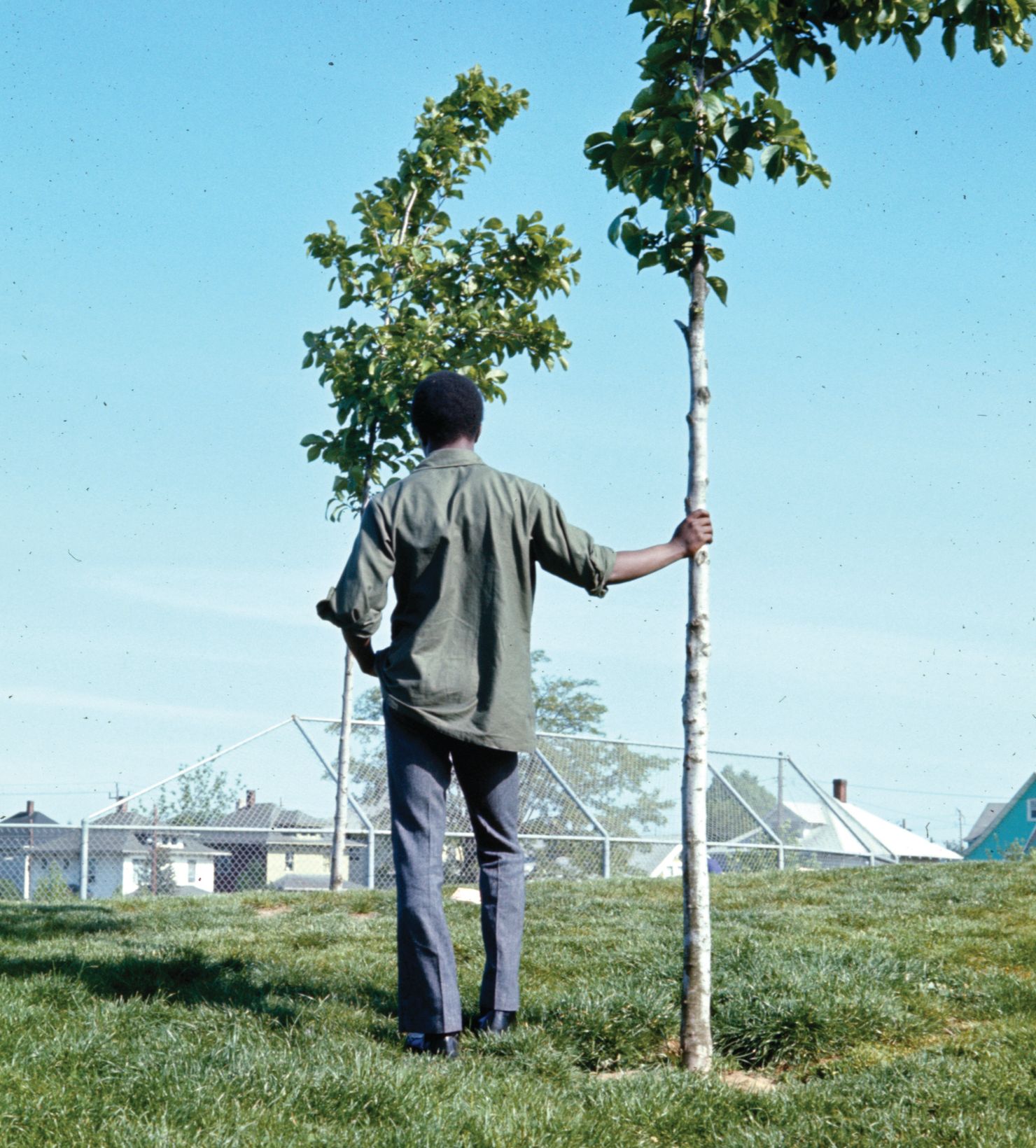 A person standing with their back to the camera, holding a young tree and looking toward another tree.