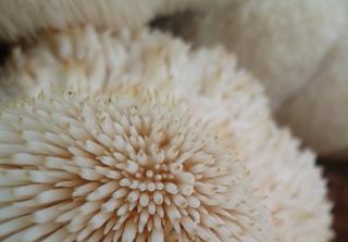 An image of a Lions mane mushroom