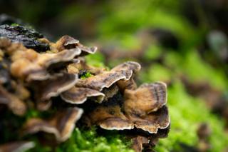 An image of a turkey tail mushroom