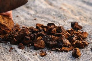 An image of a chaga mushroom