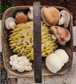 A basket of fresh mushrooms