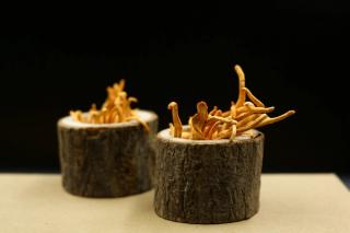 Cordyceps mushroom