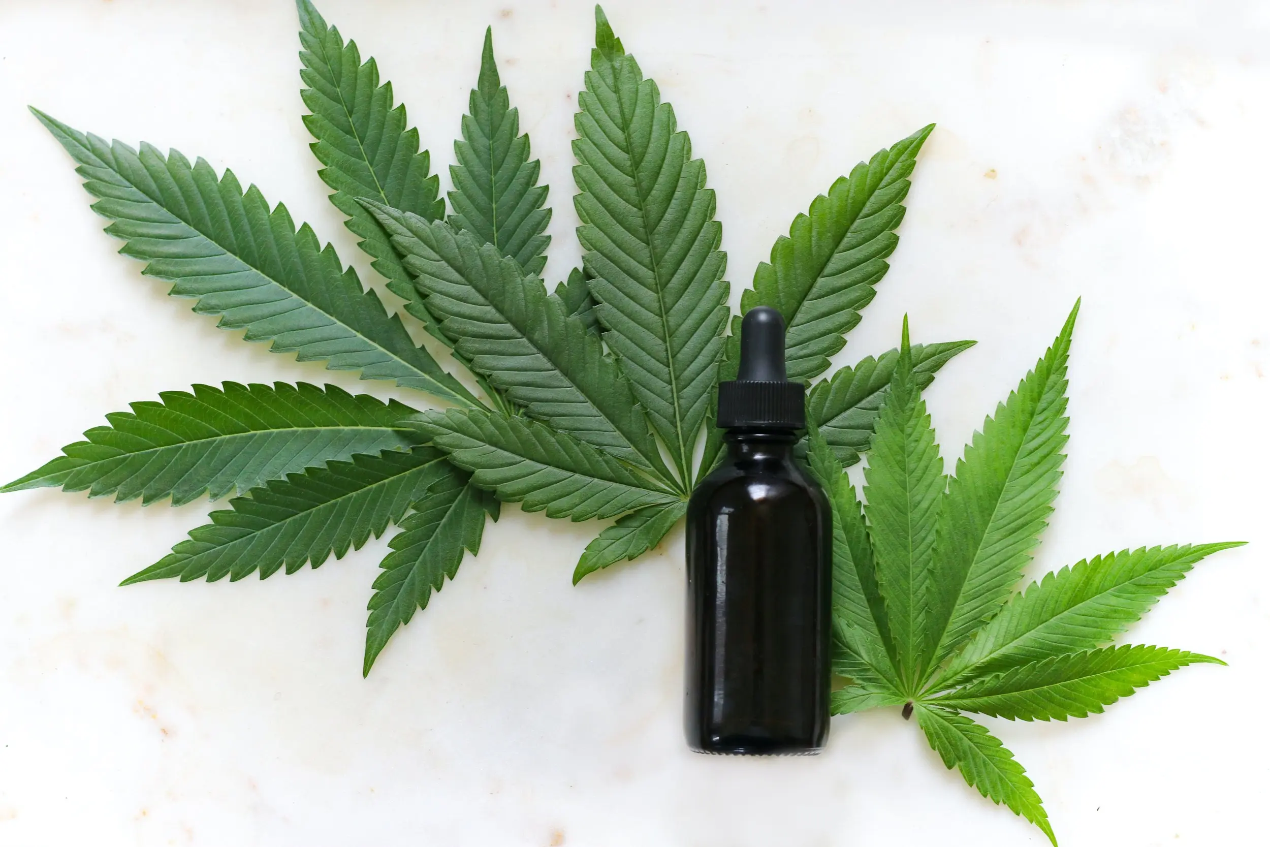 Dark glass dropper bottle of CBD oil placed on top of fresh green cannabis leaves, representing natural cannabis products and holistic wellness.