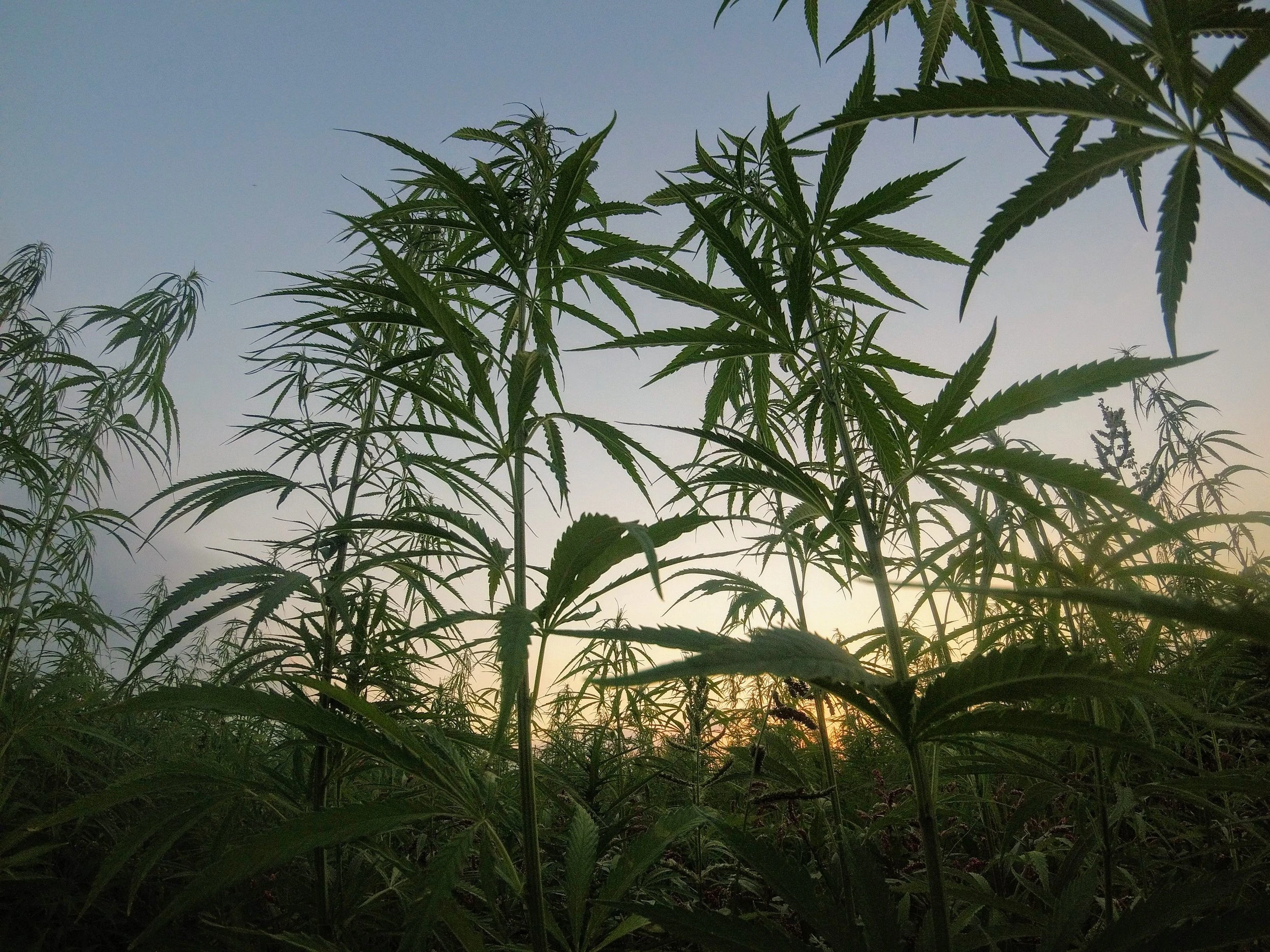 A lower shot of cannabis plants outside as the sun rises and creates gradients of colour in the sky.