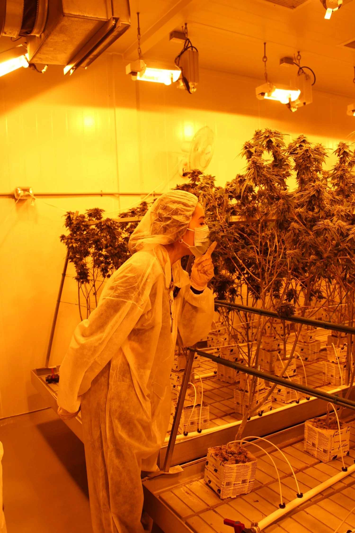 Anna the Cannabinista smelling some mature cannabis plants in a yellow washed growing room, inside a cannabis facility.