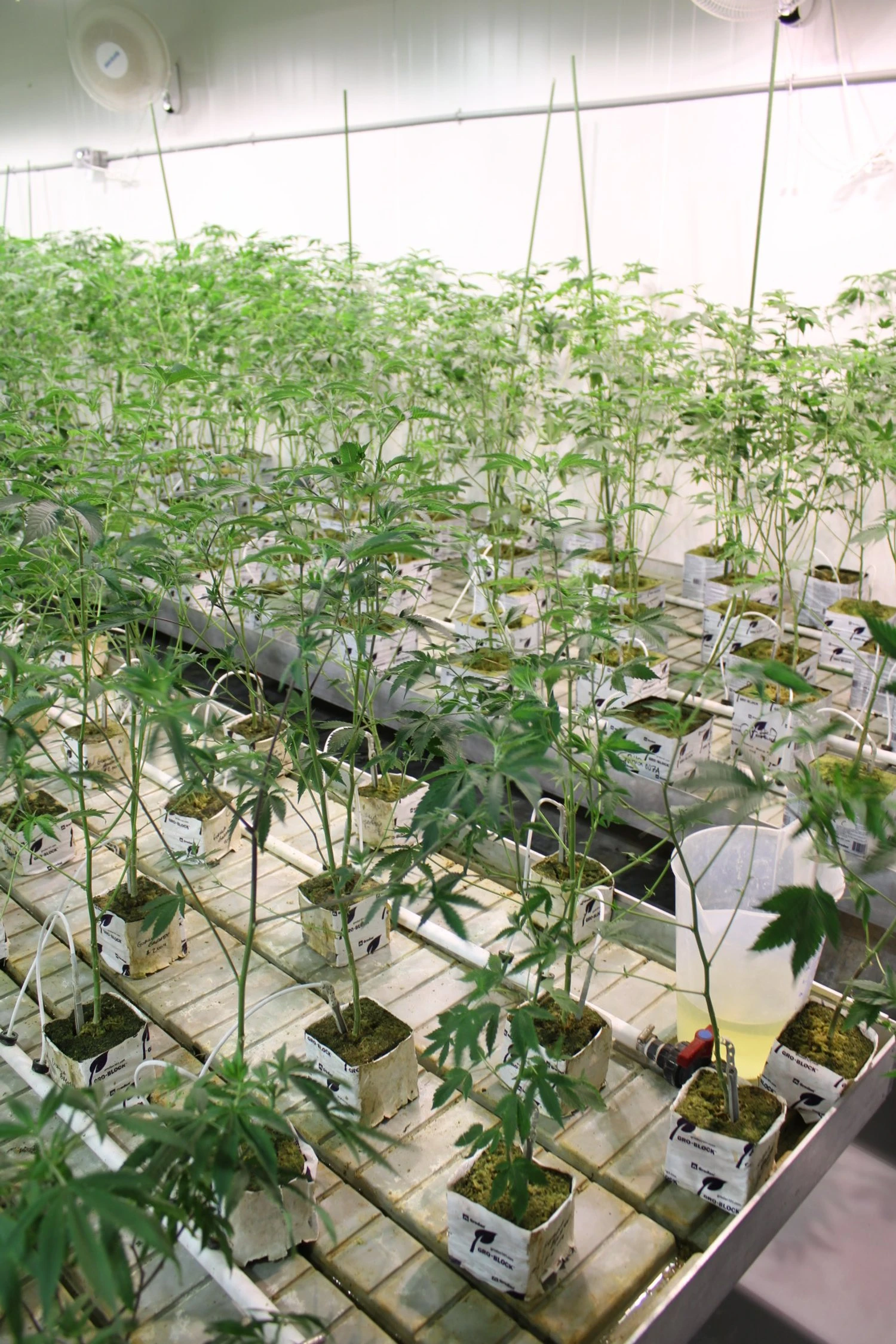 Multiple rows of young cannabis plants in a growing facility.