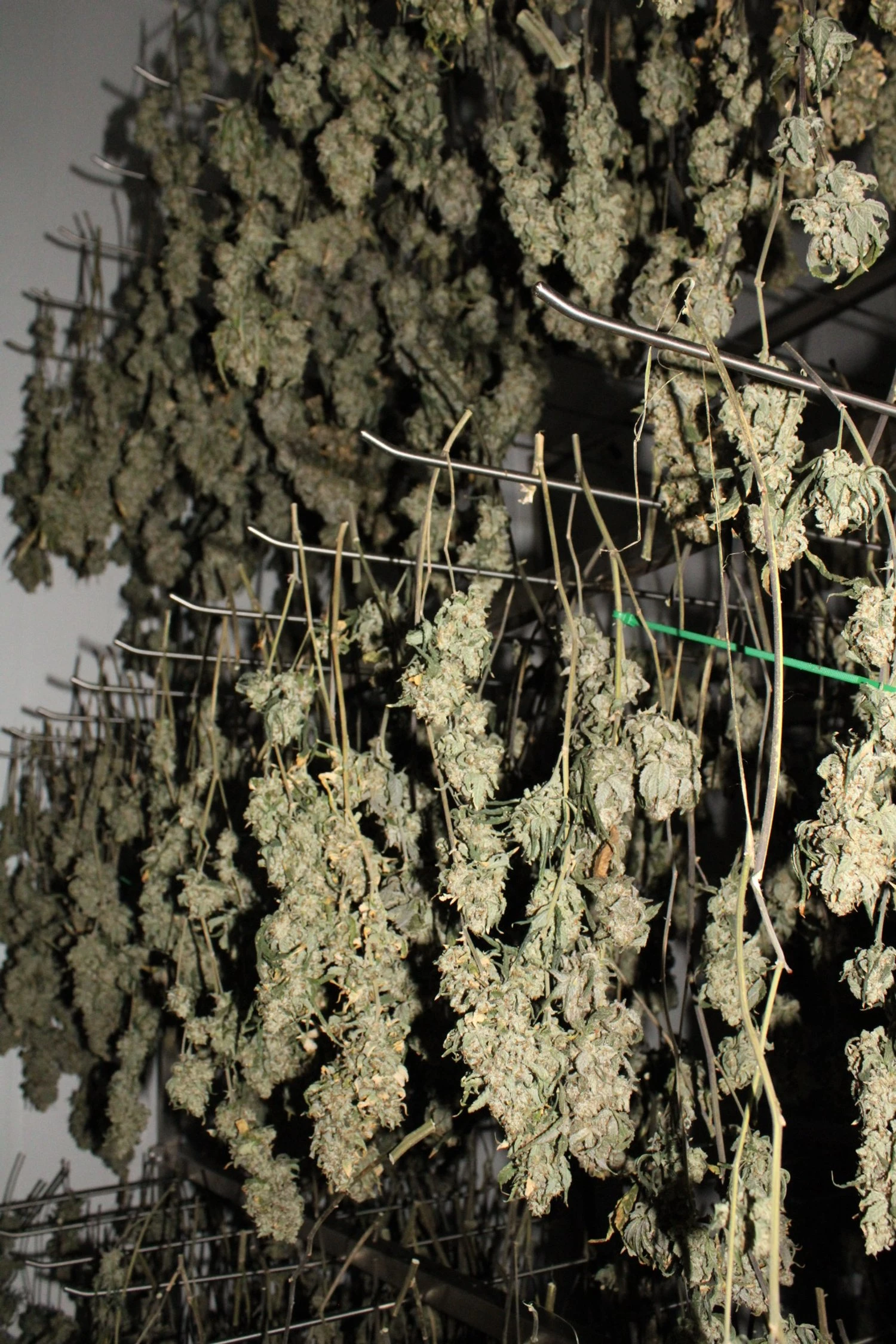 A flash photo of cannabis buds hanging upside down in a curing room to dry. 