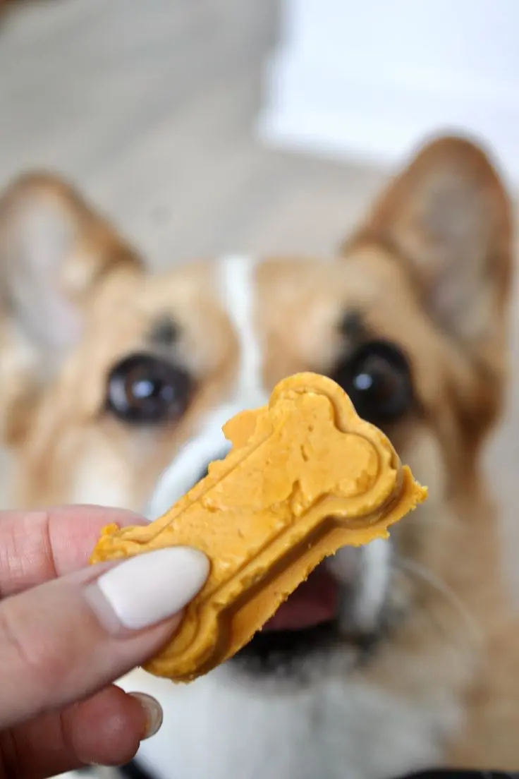 An orange dog treat being held up by a hand, with a doggy in the background staring at the treat. 