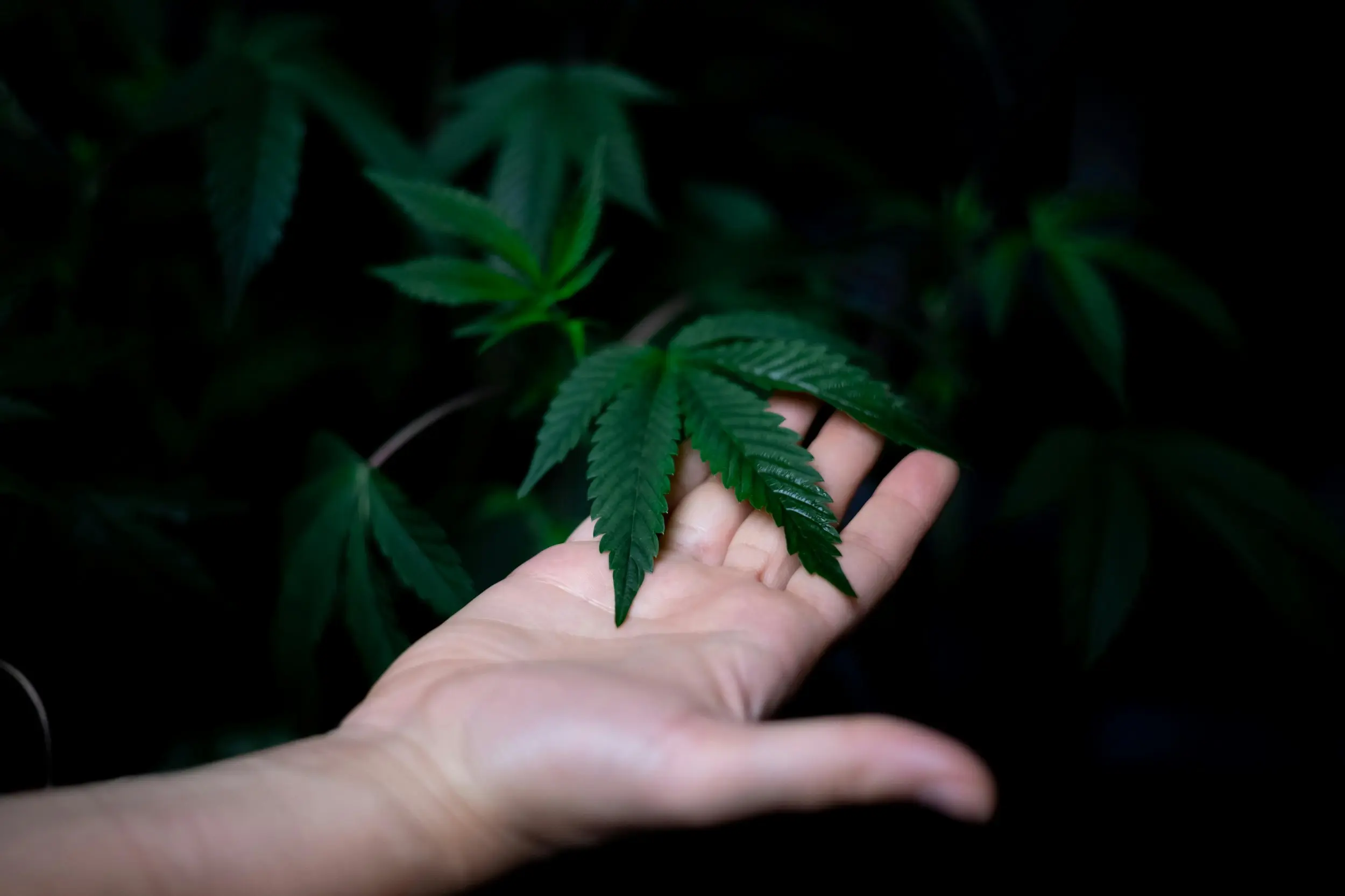 A hand holding up a cannabis leaf which is attached to a cannabis plant which is blurred out in the background.