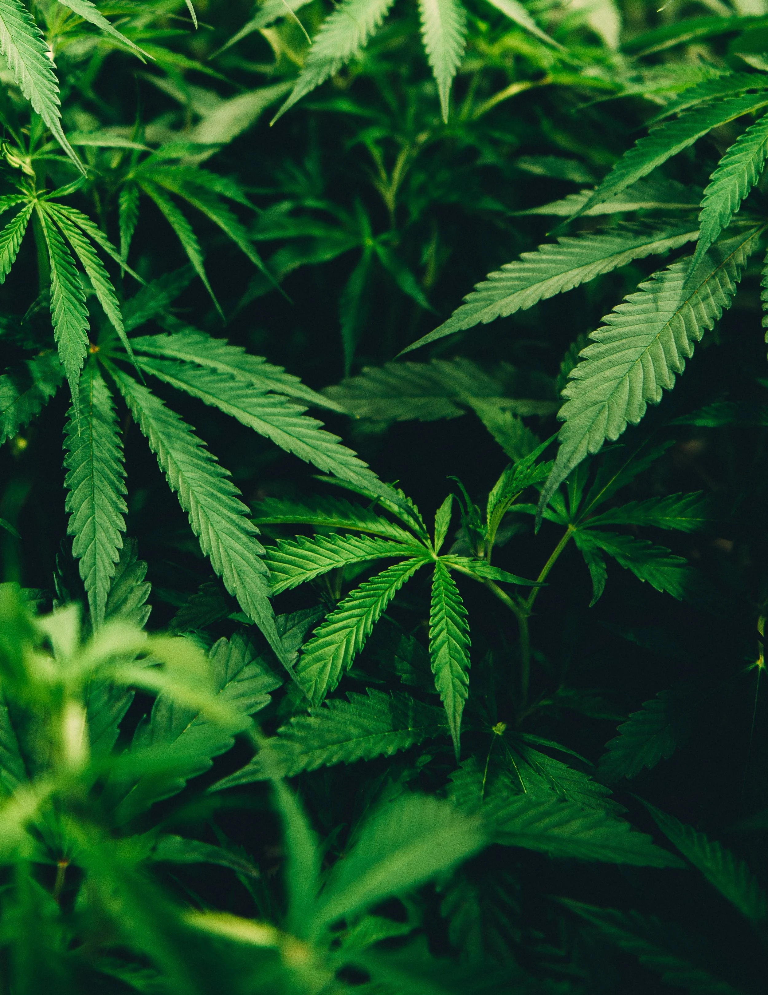 A vertical, close up shot of a cannabis plant which is vibrant green and full.