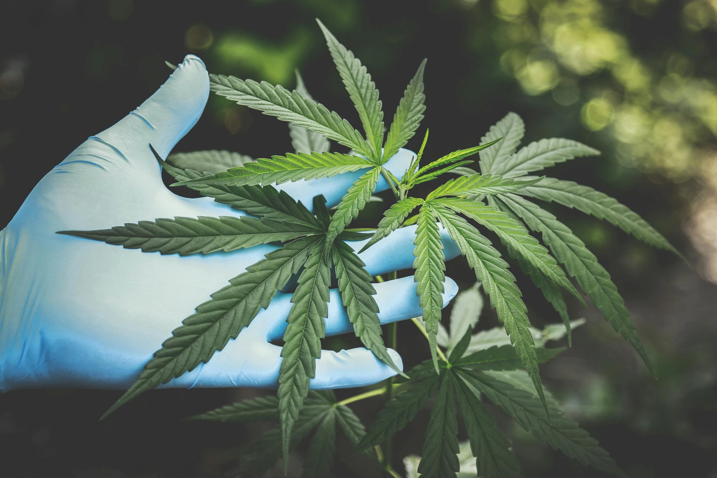 A hand with a blue medical glove on it holding up three cannabis leaves.