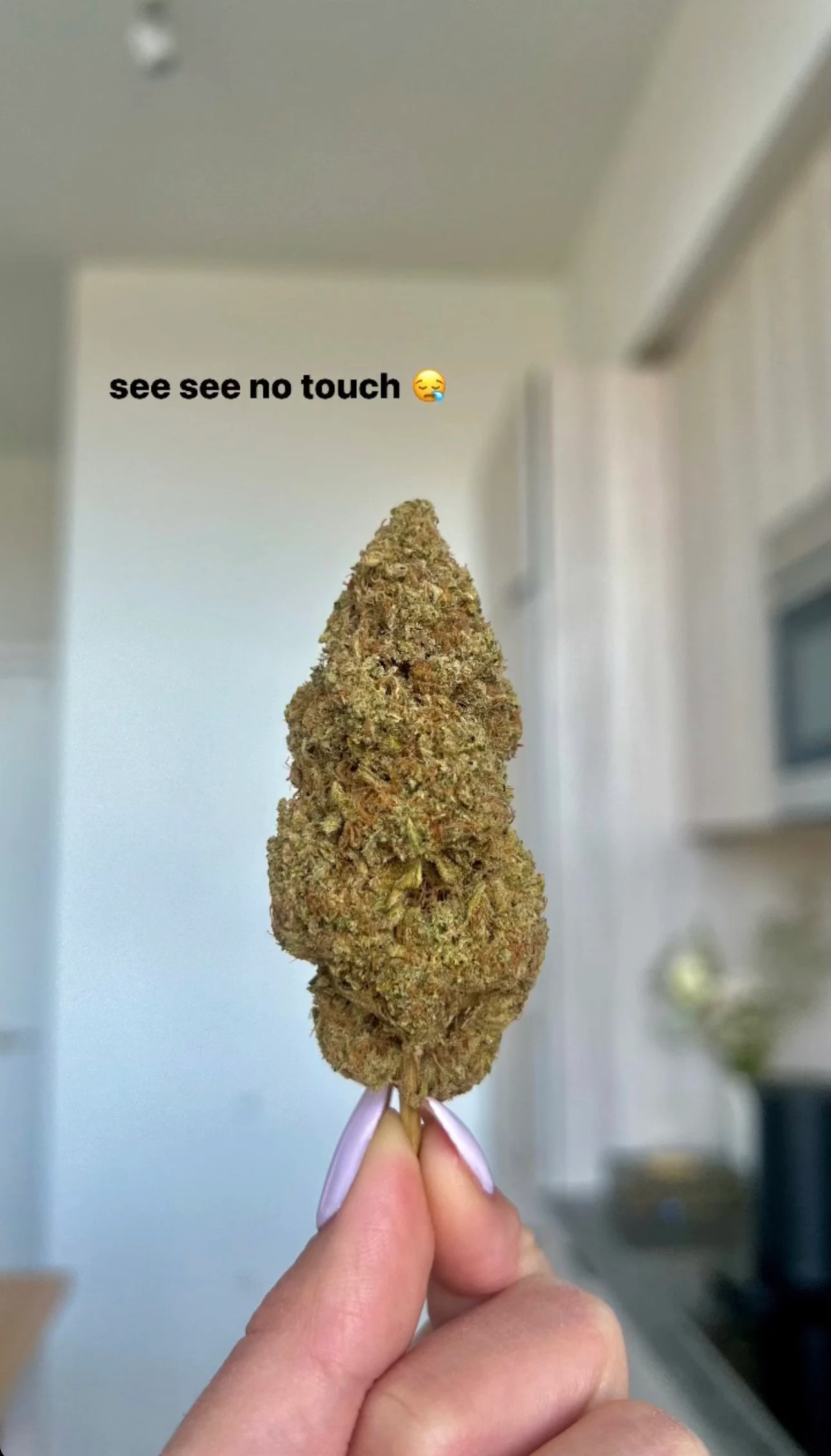 A hand holding up a large cannabis bud with black text beside it that reads "see see no touch" 