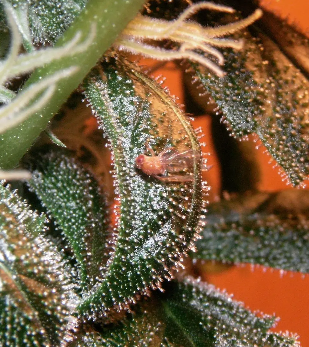 close-up of a cannabis plant highlighting its trichomes and terpenes on the leaves.