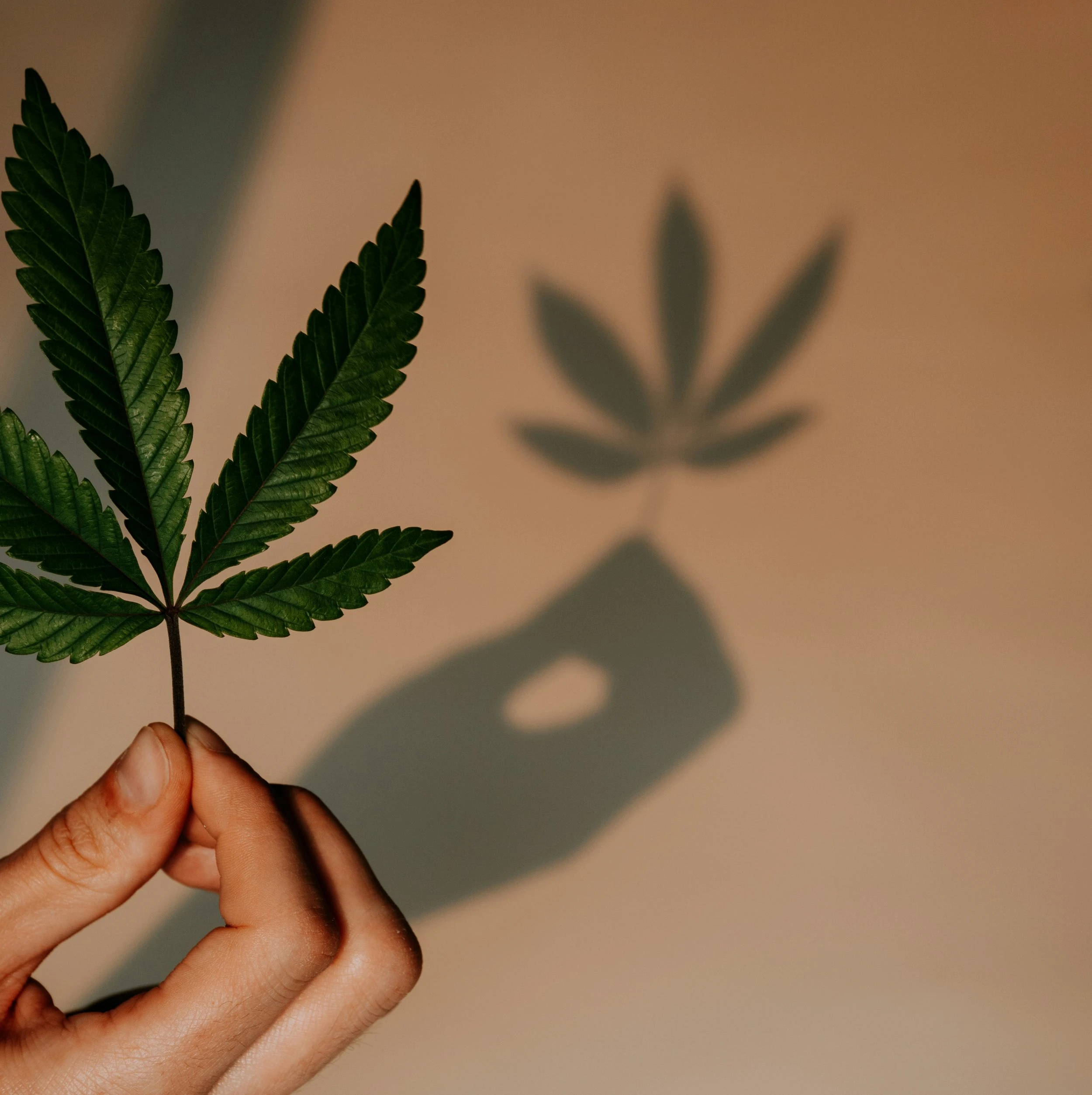 A hand holding up a cannabis leaf as light reflects off of it and casts an orange hued shadow outline of the leaf on the way behind it. 