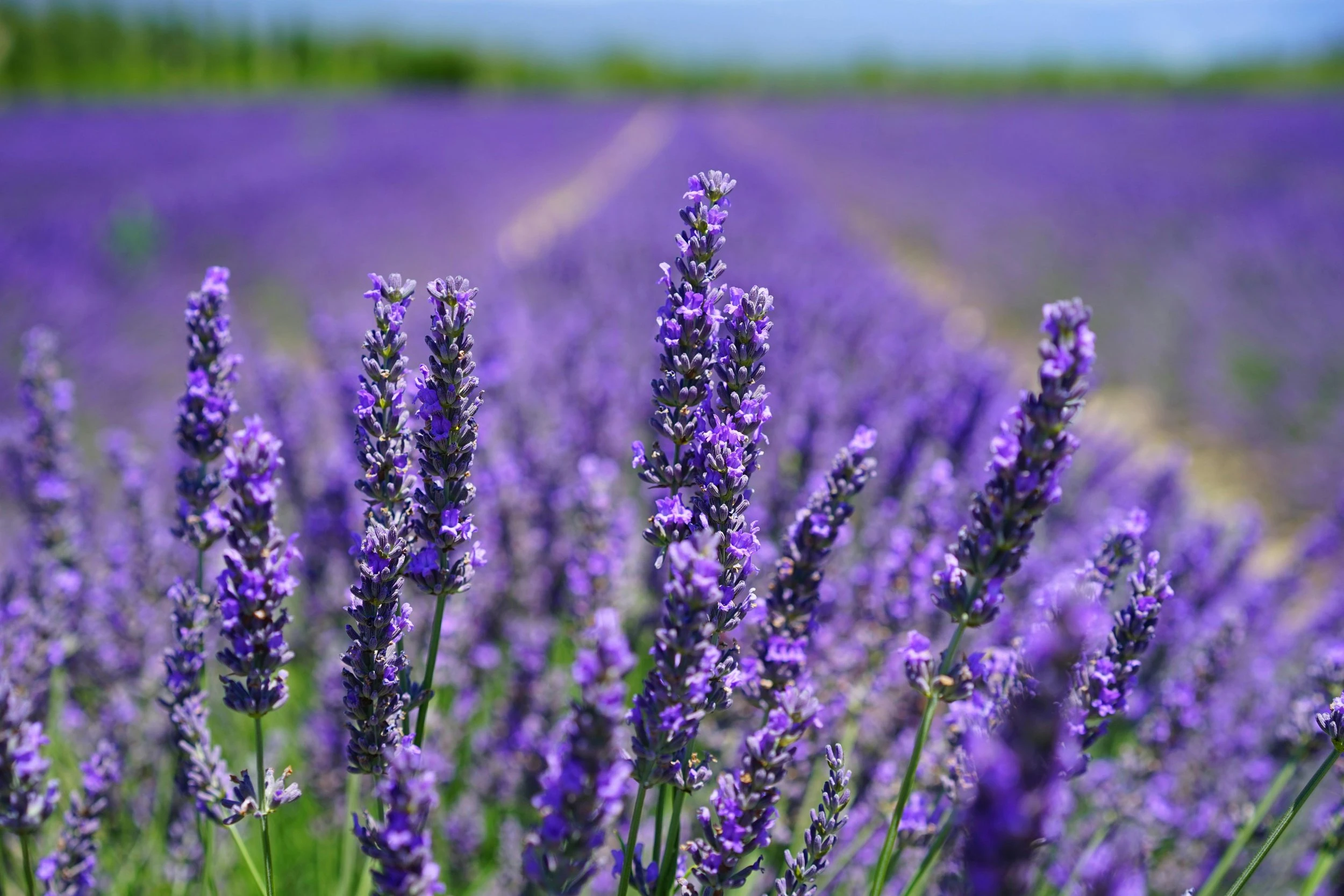 A close up shot of some lavender sprigs which rest in a large lavender field. 