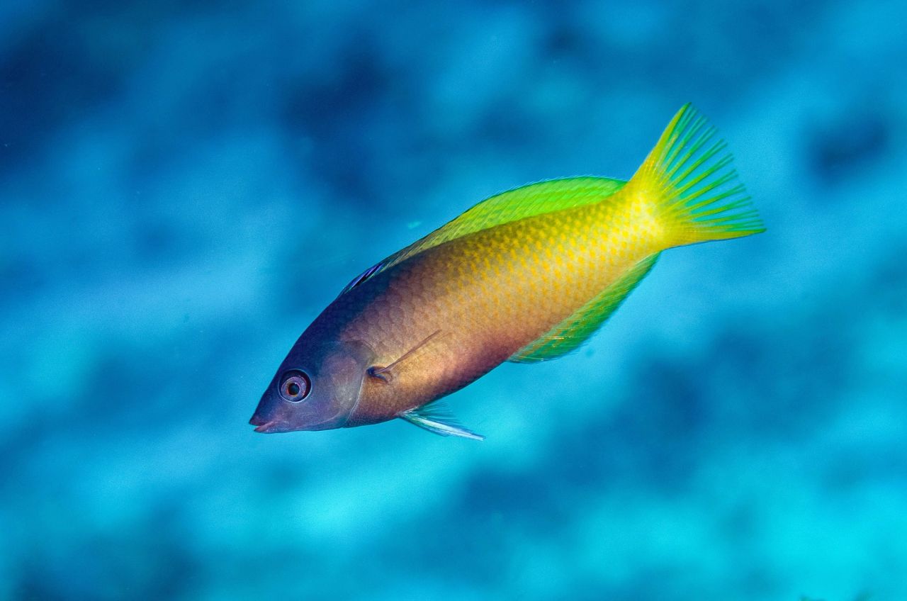 North Maluku, Ternate