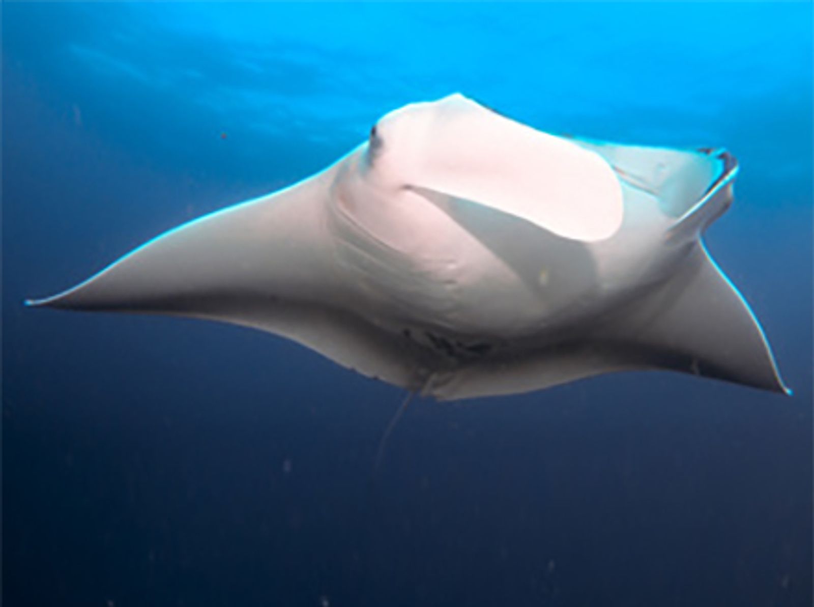 Beloved Manta Rays