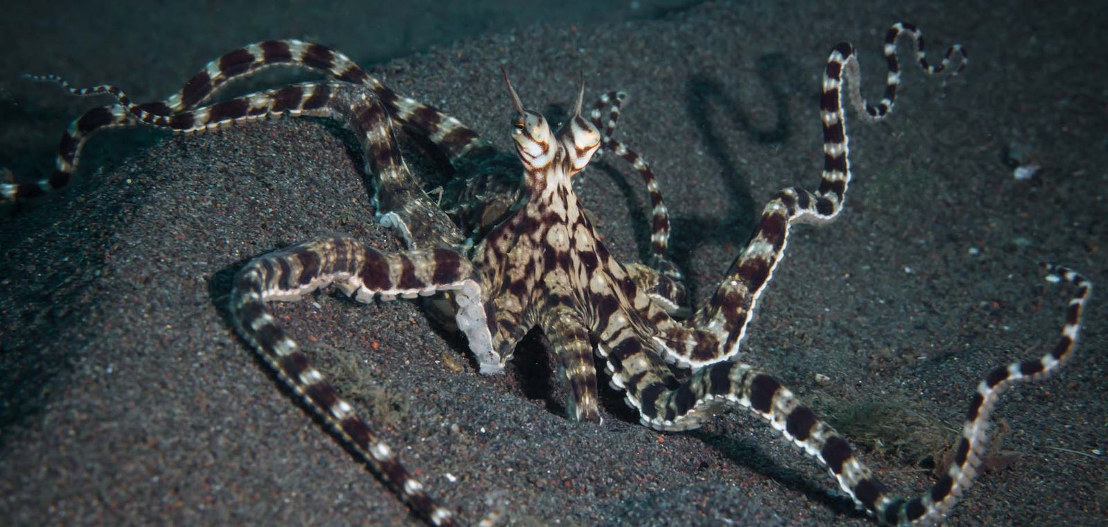 Researchers have noticed that mimic octopuses will eat others of the same species.