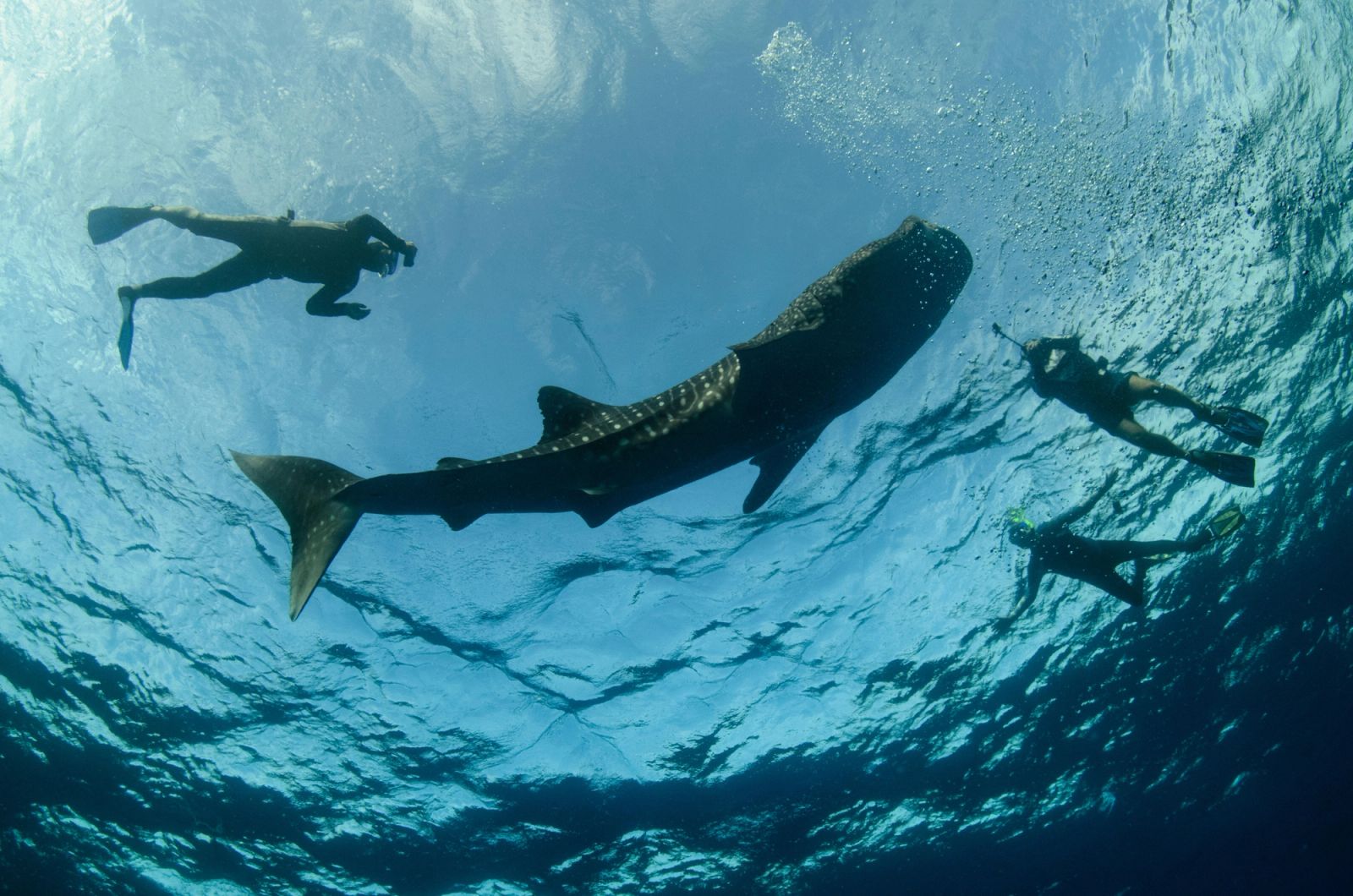 Snorkelers swimming beside a whale shark