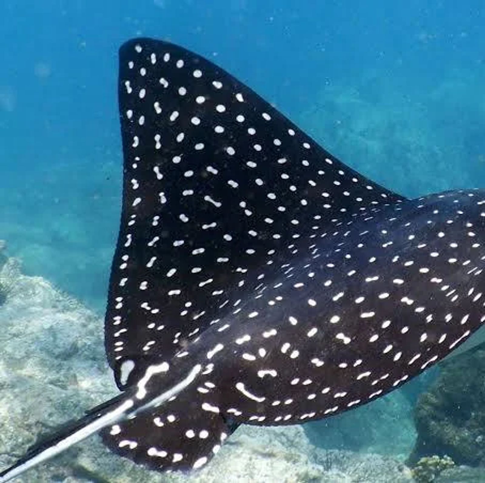 Manta Rays