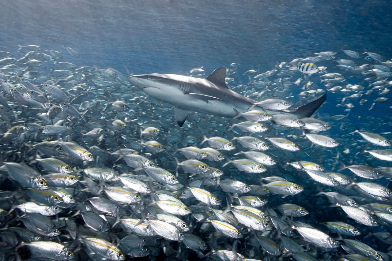 Carcharhinus amblyrhynchos