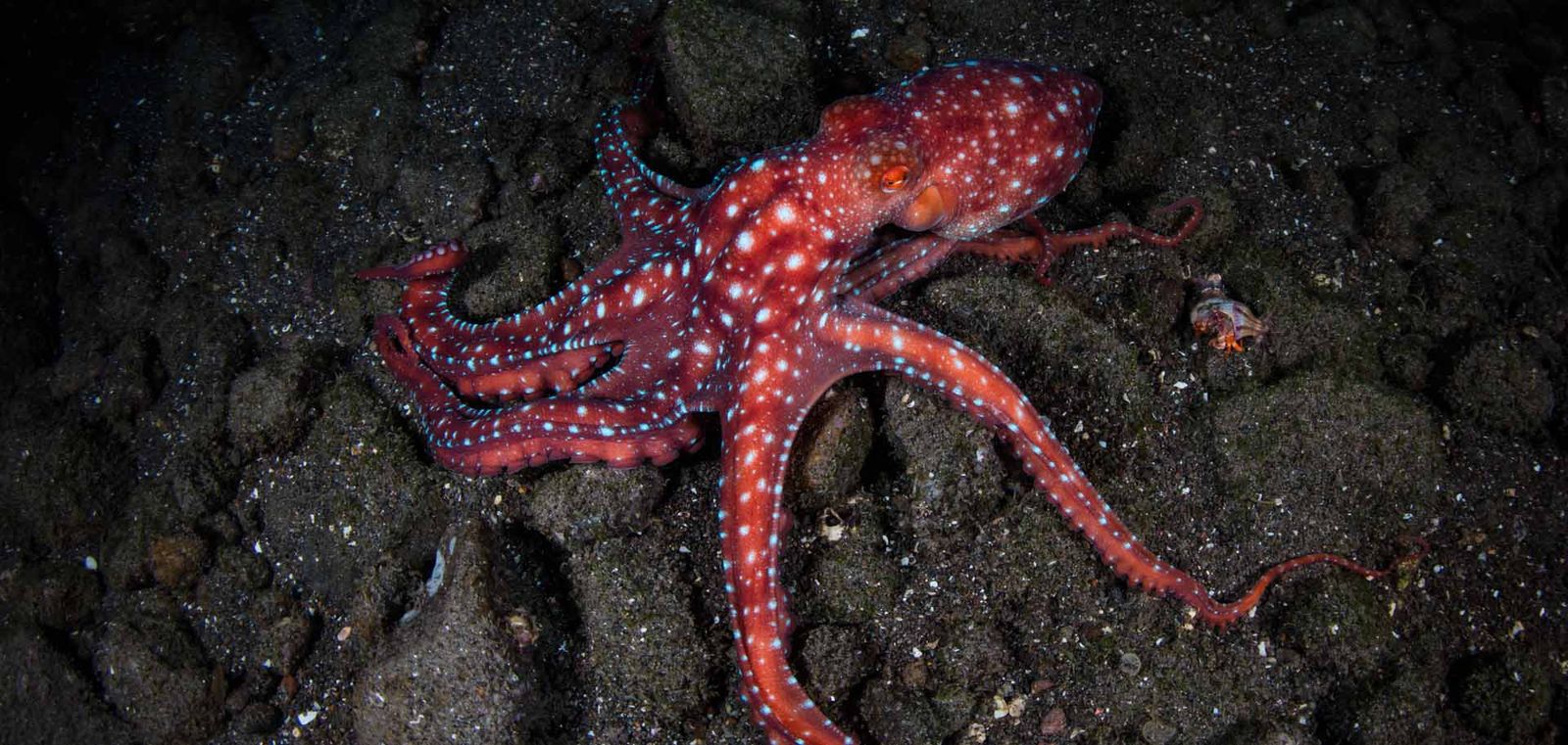 A starry night octopus on a night dive is a truly special sighting.