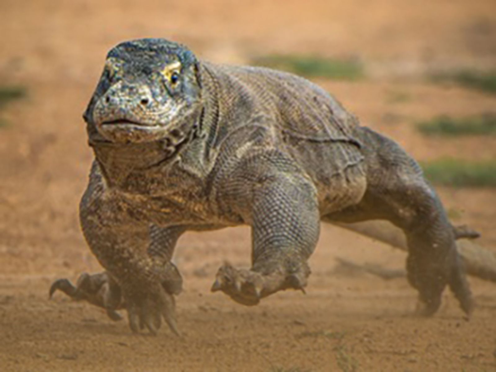 Here Be Dragons
