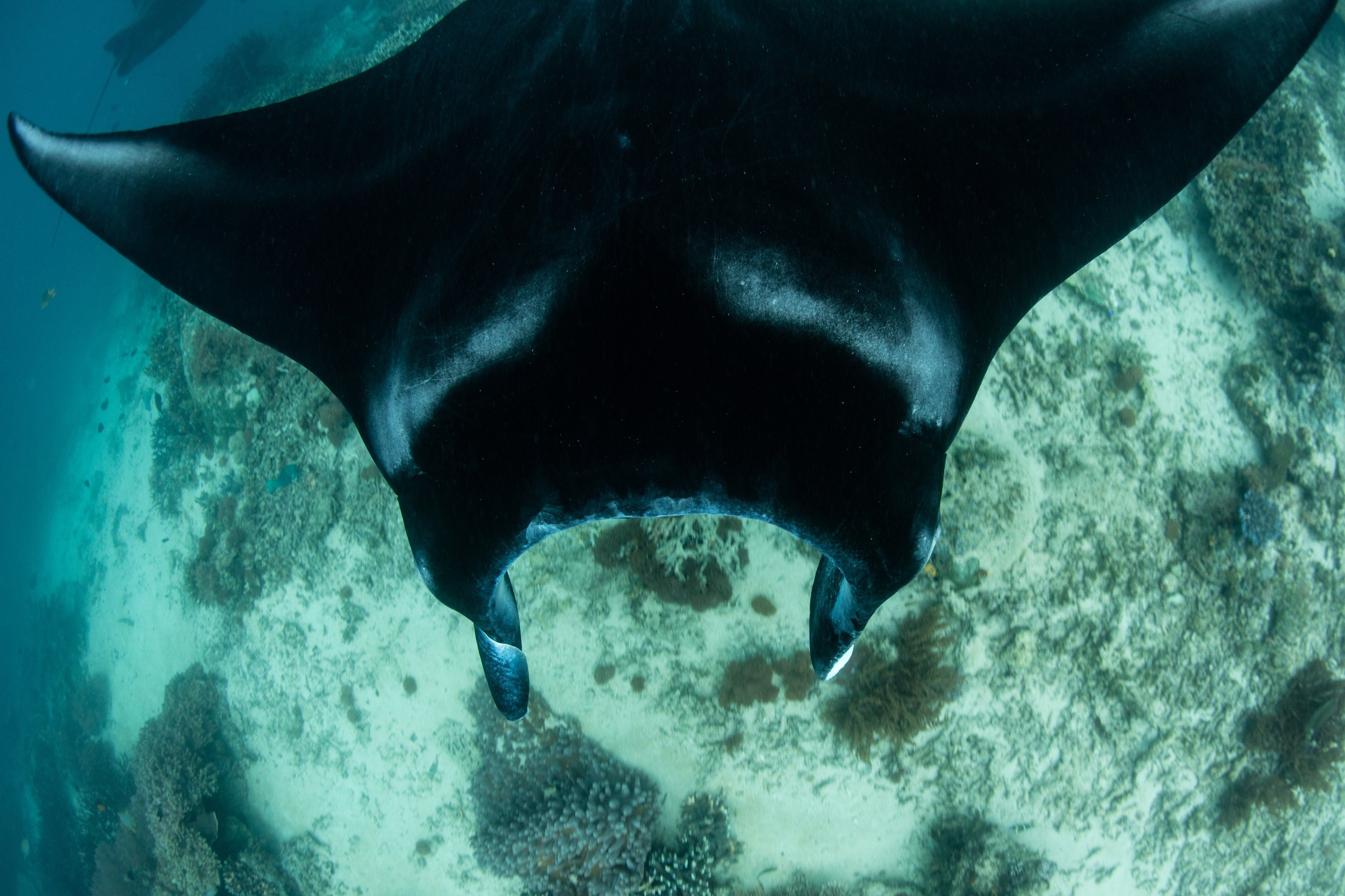 A reef manta at a cleaning station in Raja Ampat.