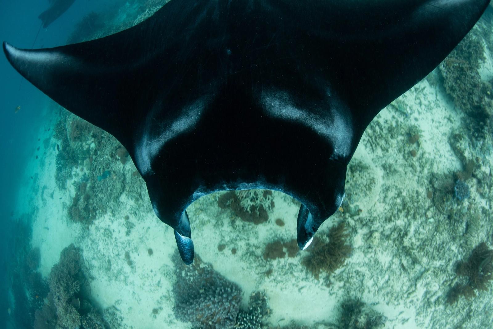 A reef manta at a cleaning station in Raja Ampat.