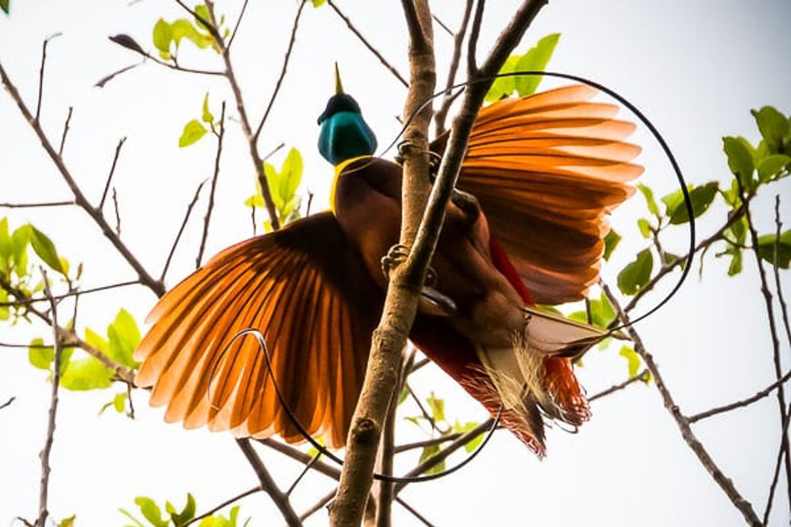 Birds-of-Paradise