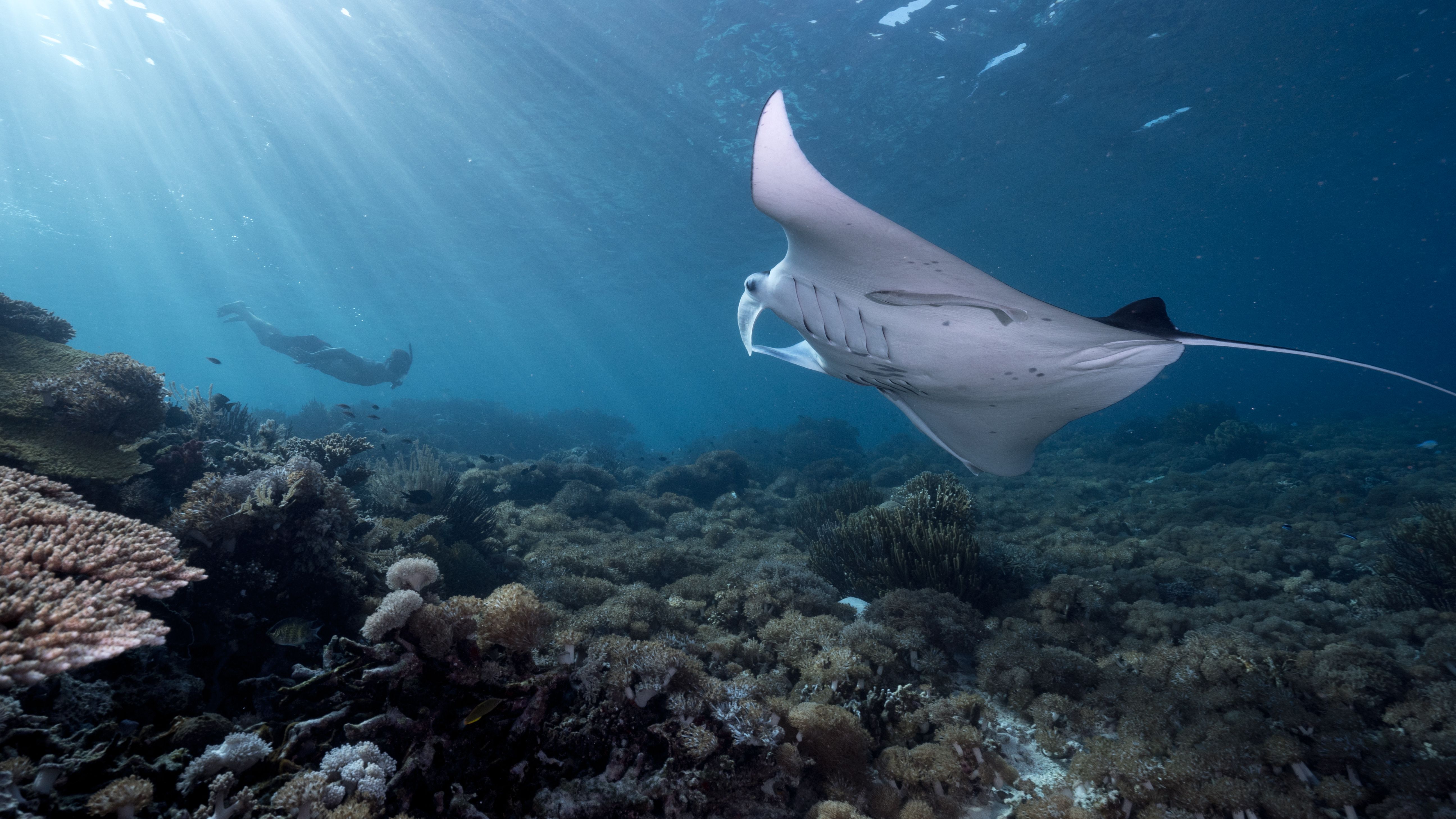 A snorkeller swims alongside a reef manta ray in clear tropical water