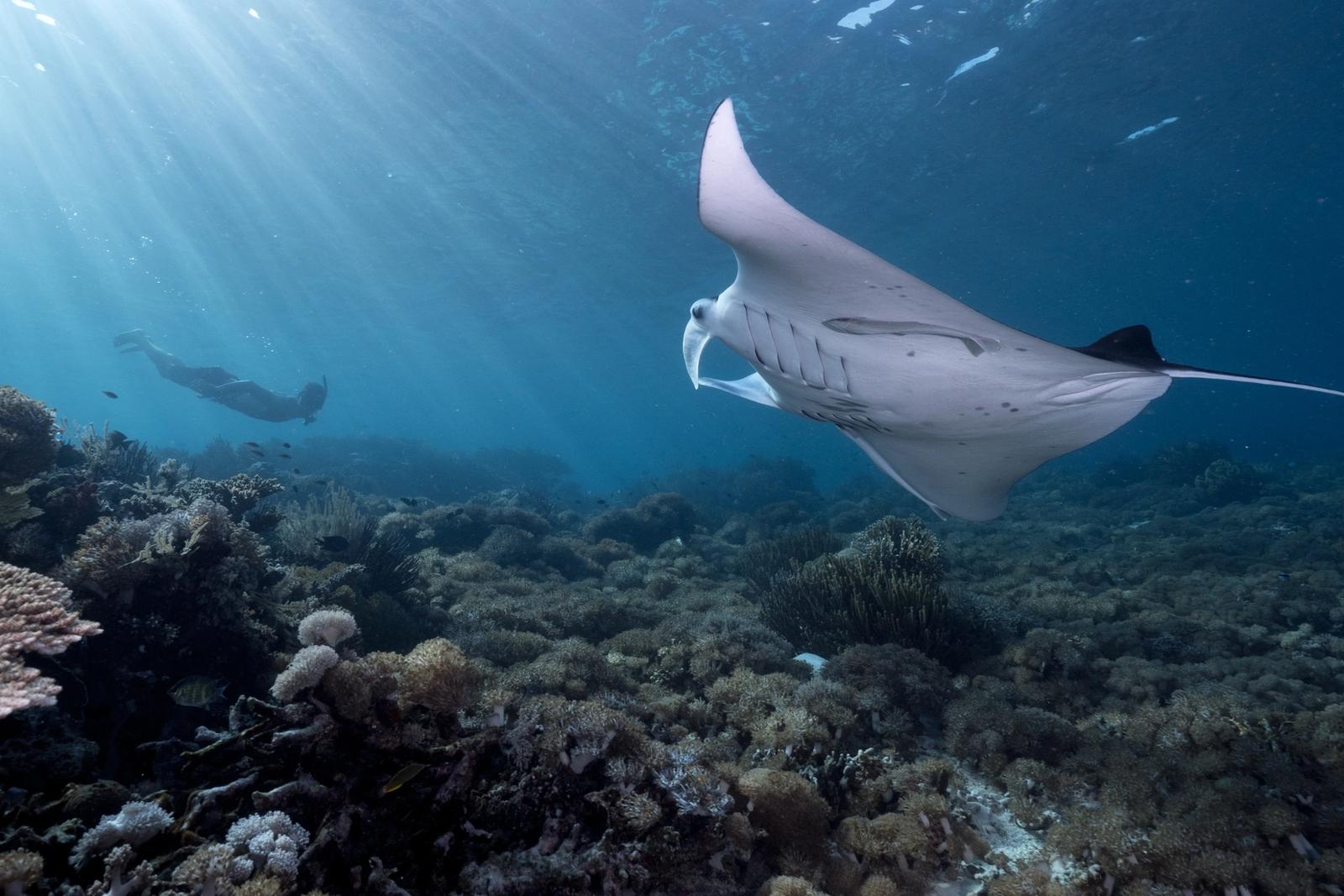 A snorkeller swims alongside a reef manta ray in clear tropical water
