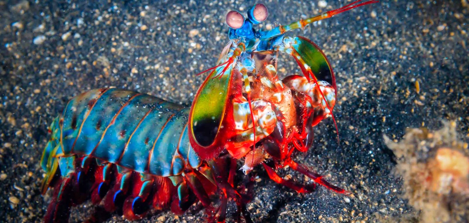 Because mantis shrimps can move so fast – in the time it takes you to blink your eye they could theoretically punch 500 times.