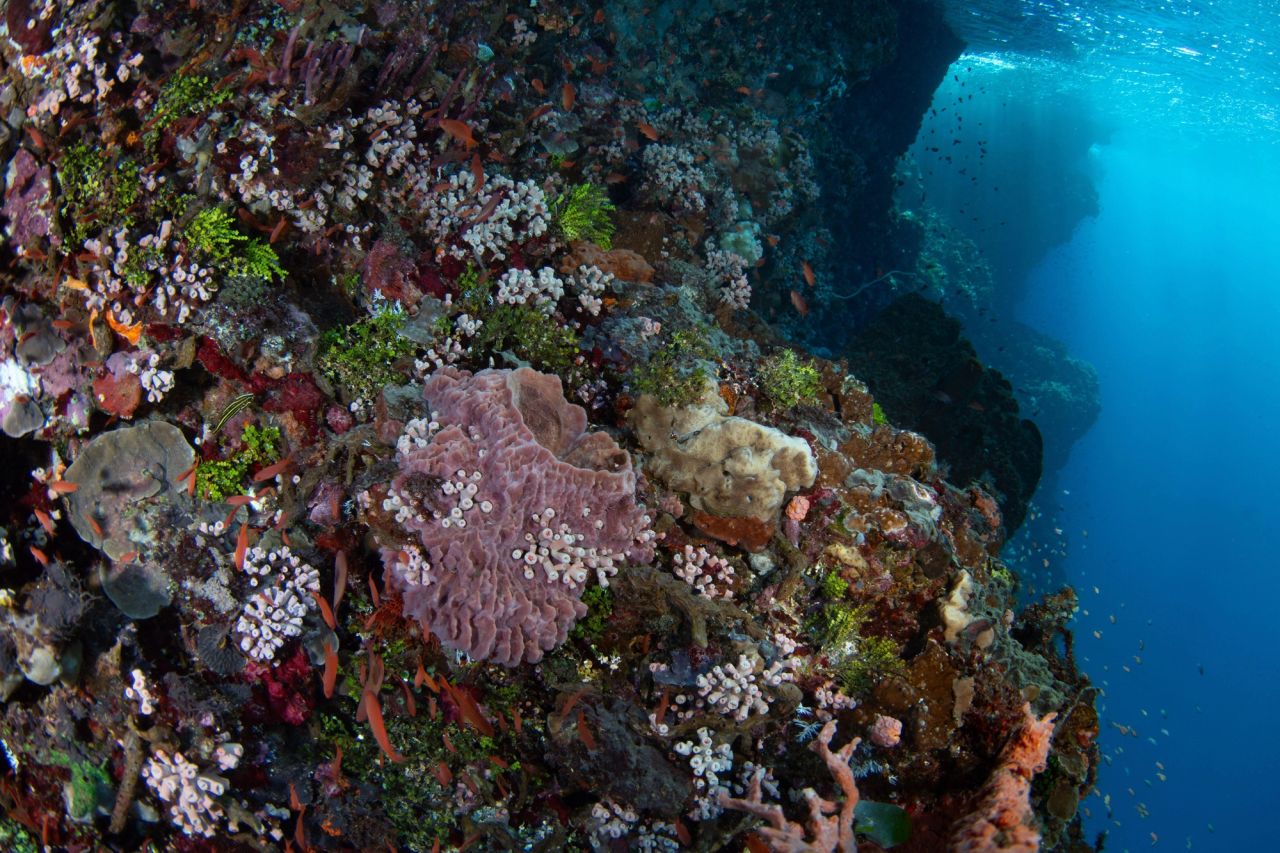 Pantar Island
