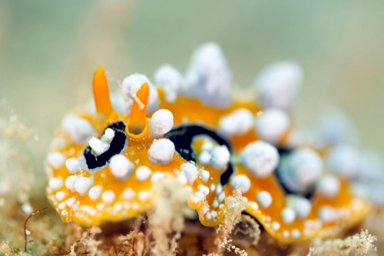 Inner Bay, Macro