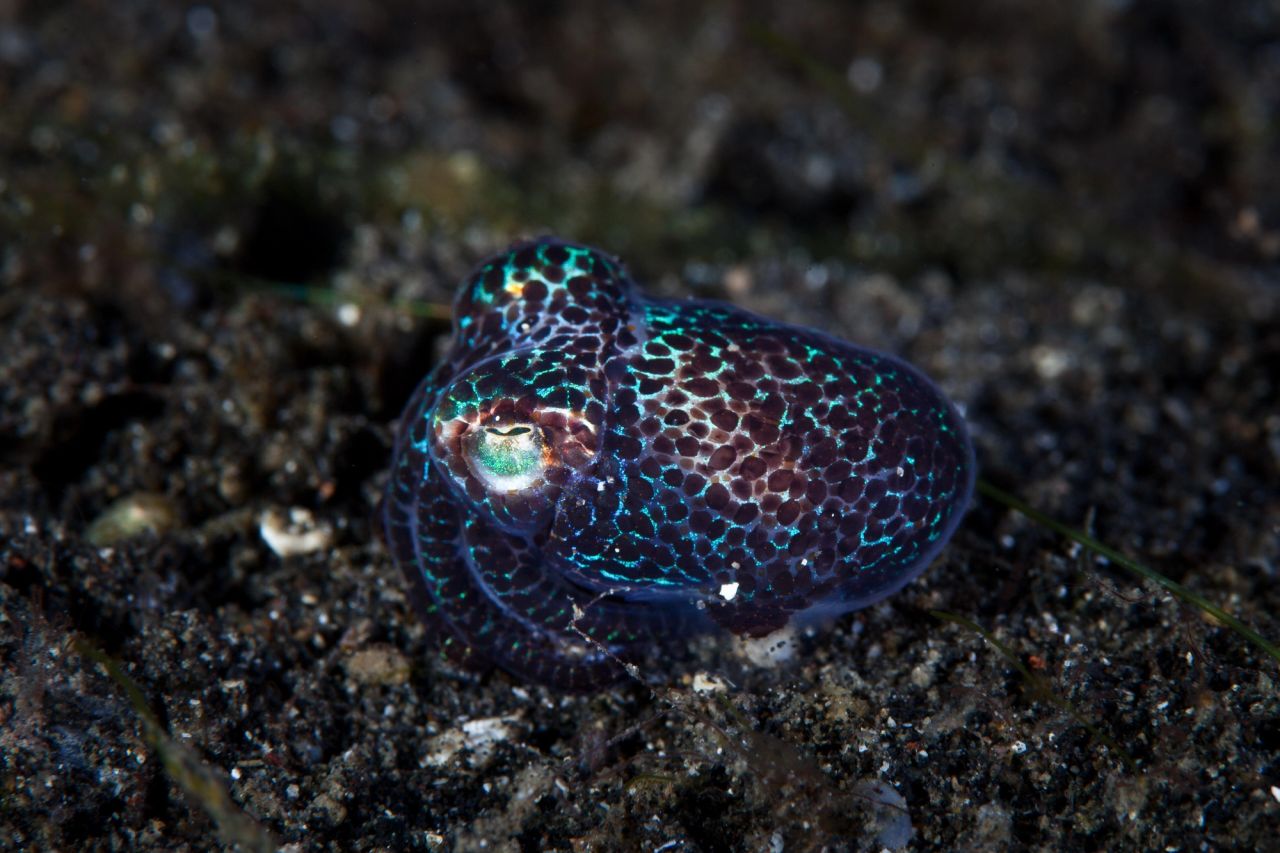 Lembeh Requires a Different Technique