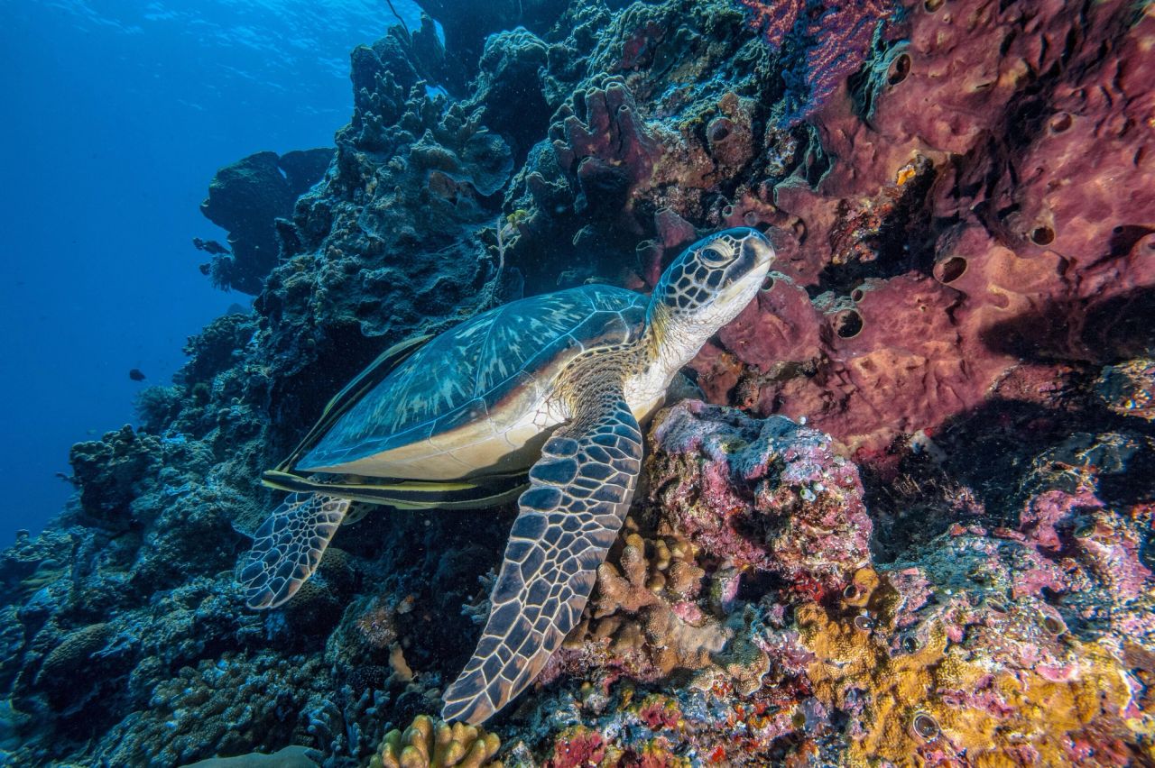 Chelonia mydas
