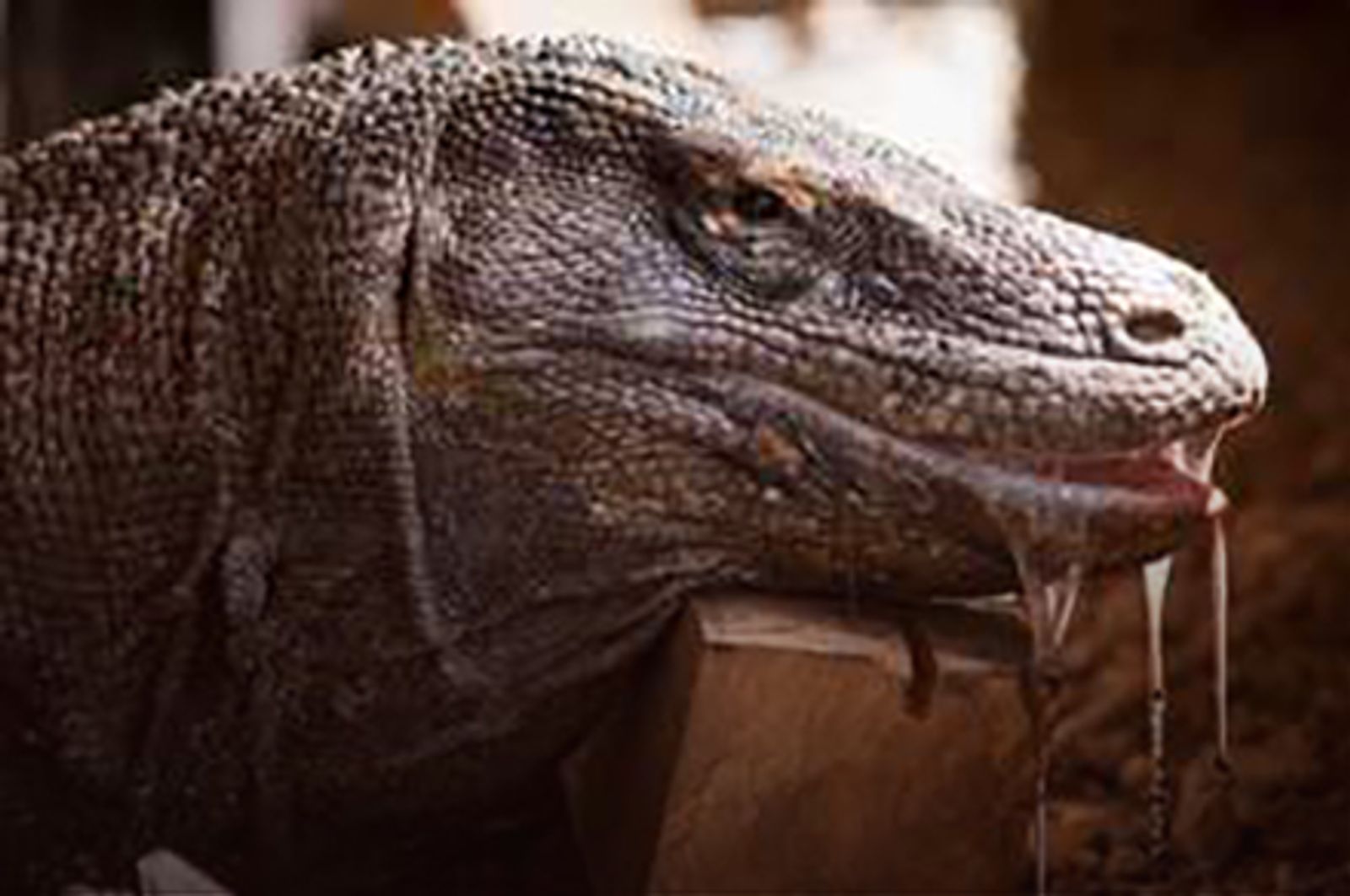 Ultimate Guide to Komodo Dragons