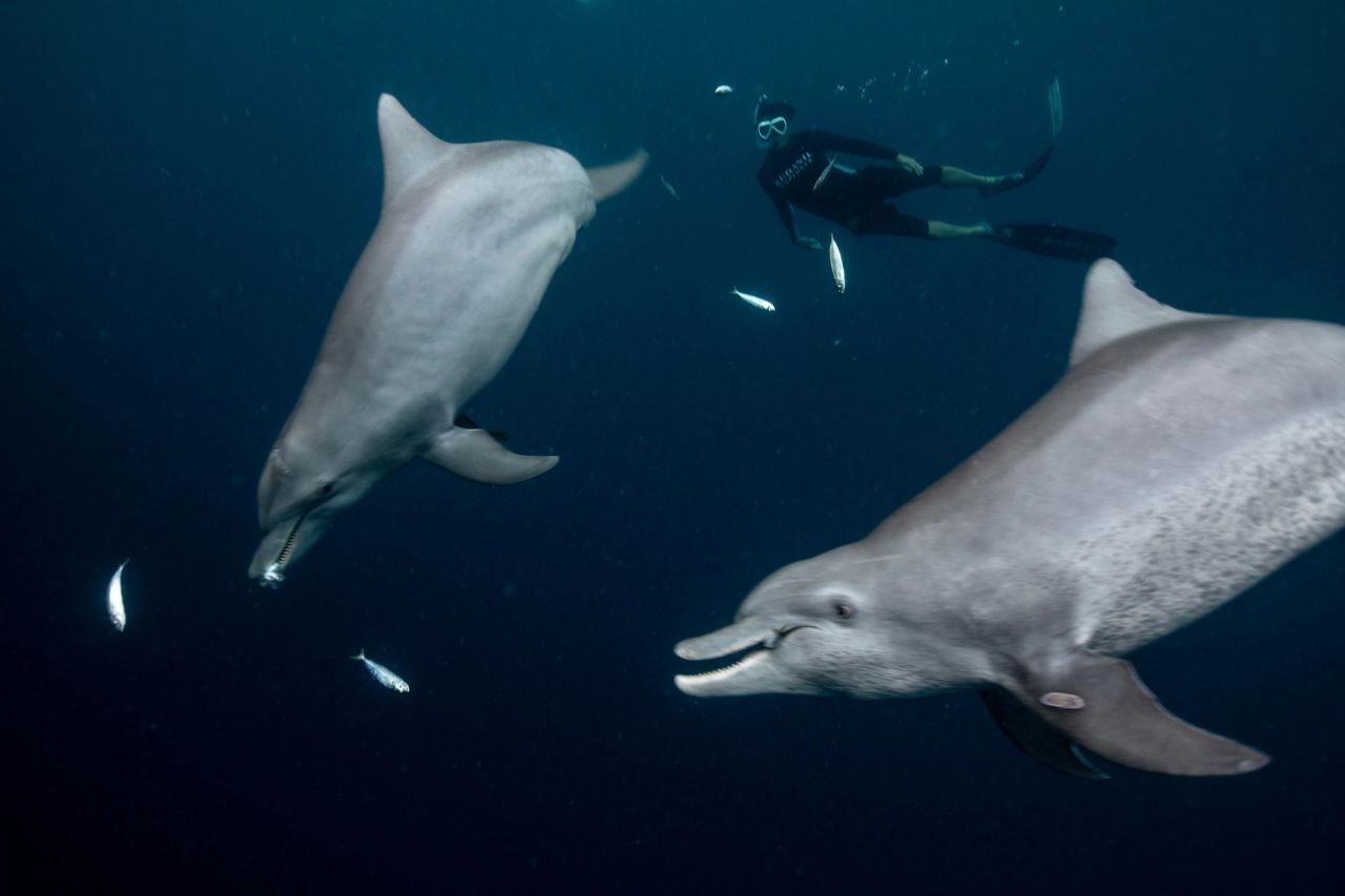 Multiple species
