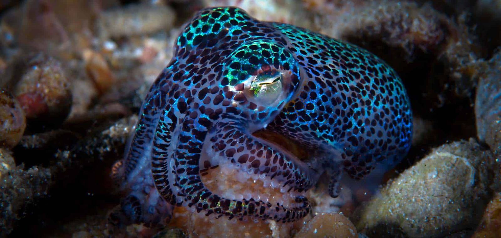 The bobtail squid is one of the most beautiful possible sightings on a night dive.
